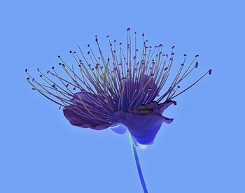 F 010L